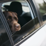 big-black-dog-car