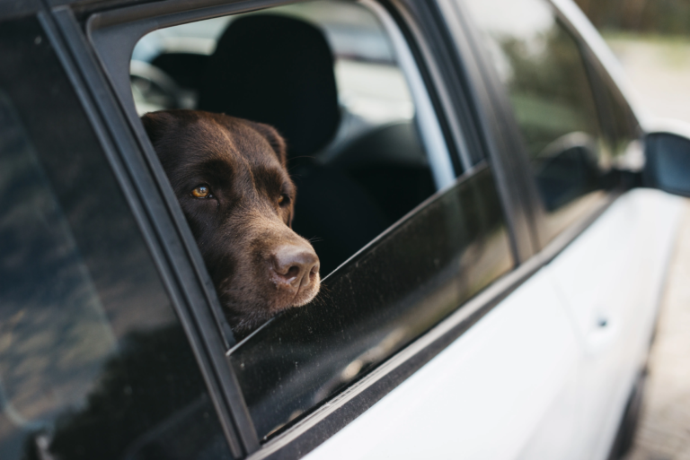 big-black-dog-car